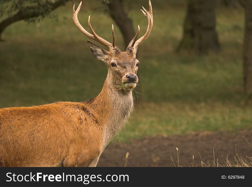 Male deer in a forest