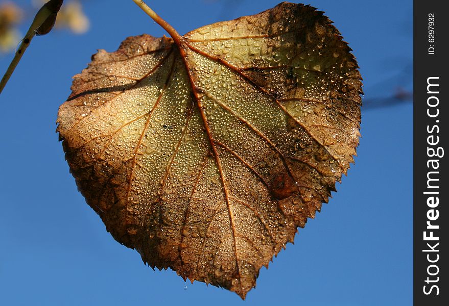 Yellow leave in drops of dew against the sky