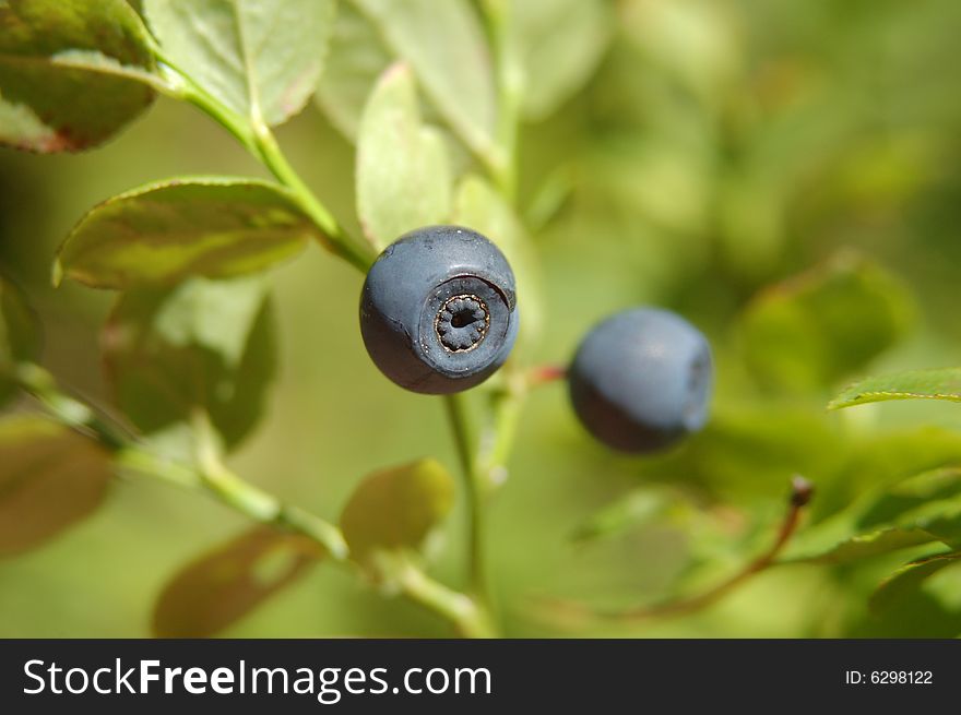 Ripe berry a bilberry on a bush. Ripe berry a bilberry on a bush