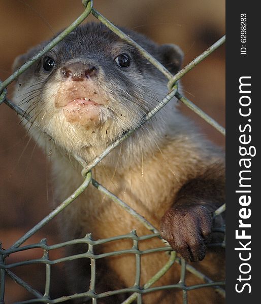 Otter with head stuck through fence