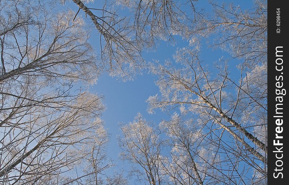 The branches of a tree covered with snow. The branches of a tree covered with snow