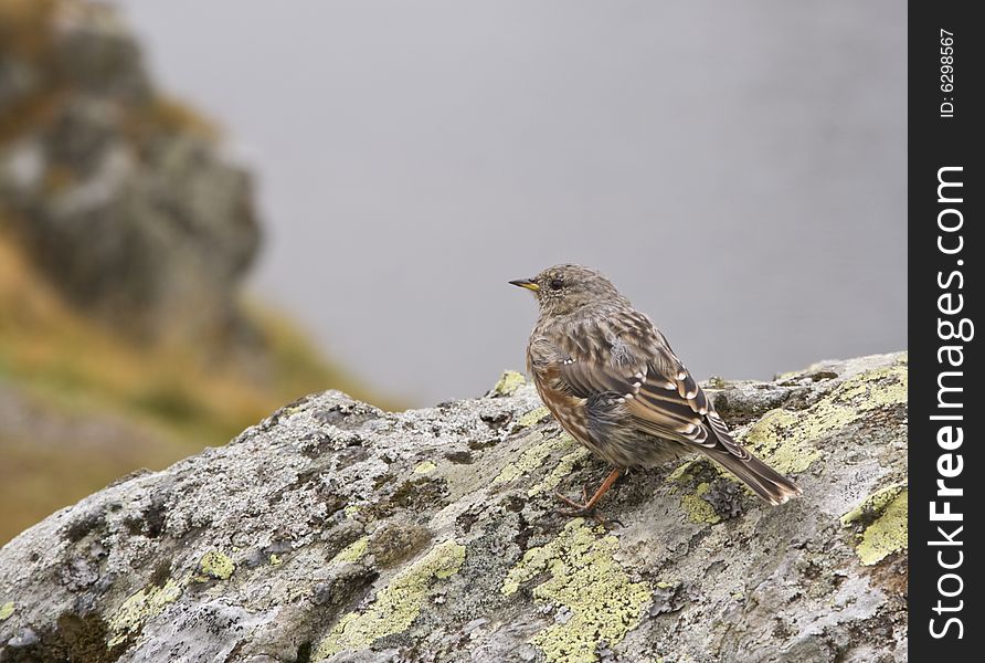 Image of a sparrow on a rock on a foggy day.