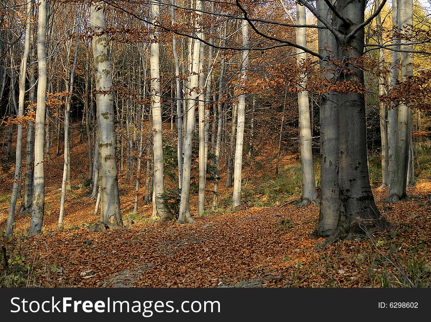 Sunny, autumn forest full of various colors