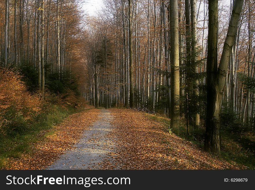 Forest road during sunny autumn day