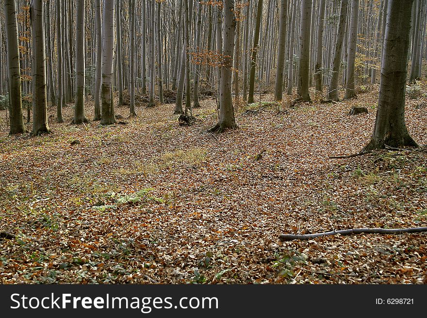 Autumn beech forest full of fallen leaves