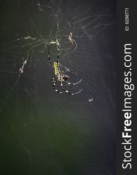Spider on net close-up short