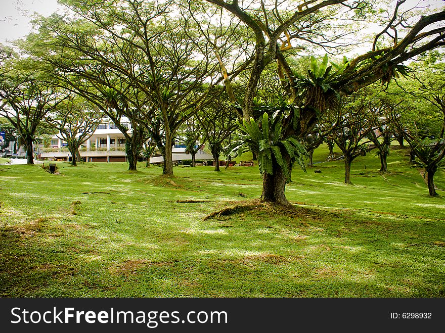 Green campus park in a tropical university. Green campus park in a tropical university