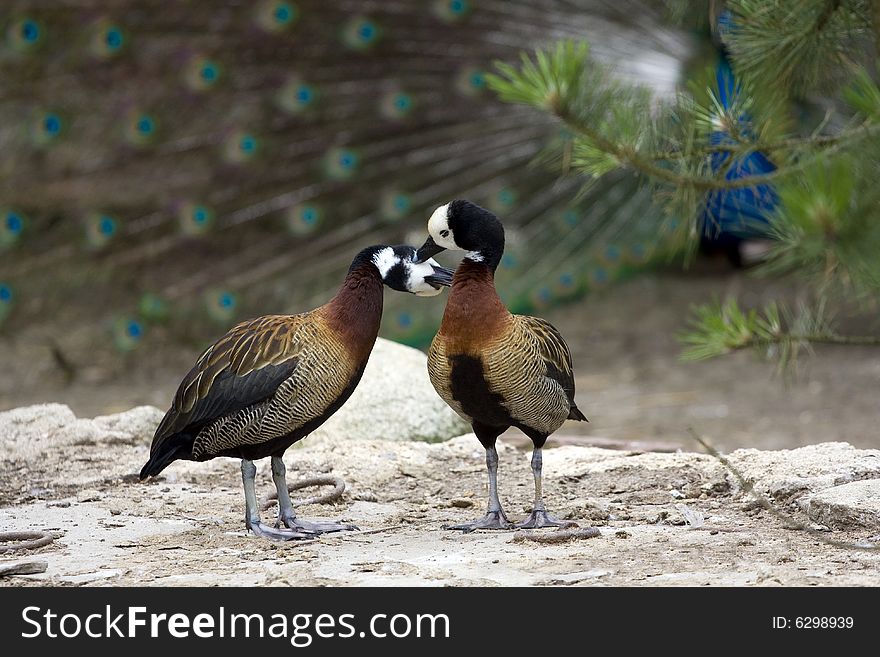 Ducks in love kissing each other, standing on the rock