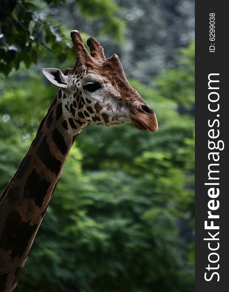 Giraffe in the zoo,long neck and curious face