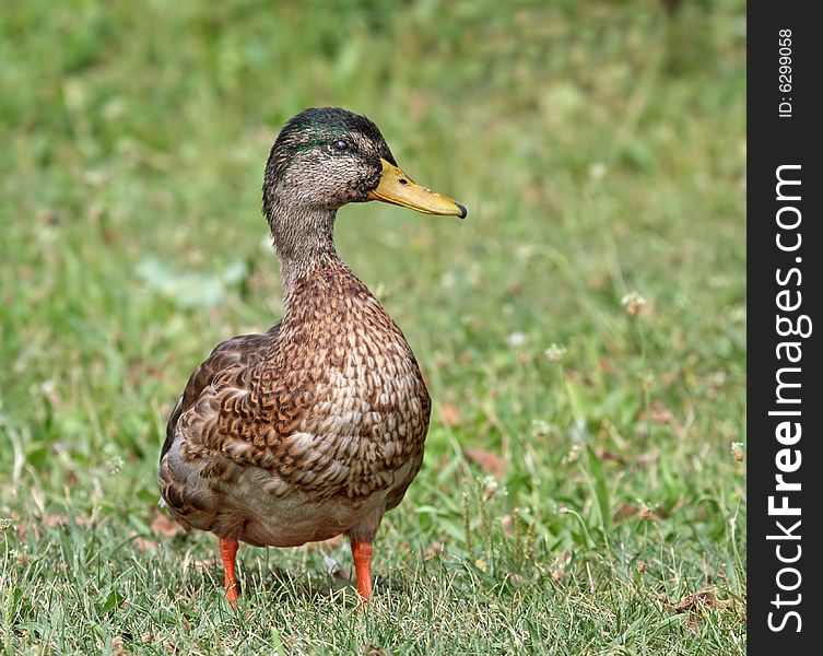 Mallard duck standing in the grass