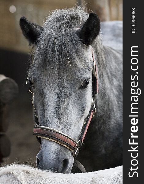 Portrait of grey horse staying in the corral. Portrait of grey horse staying in the corral