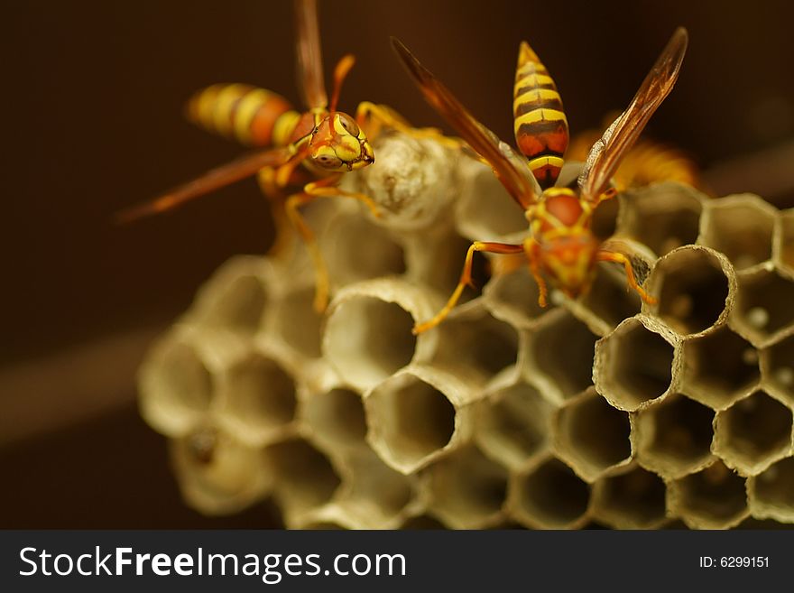 Wasps on a hive (honeycomb)