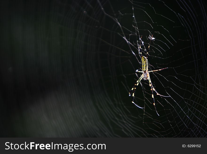 Spider on net close-up short