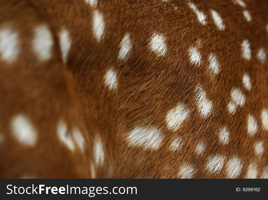Beautiful leather of the spotted deer