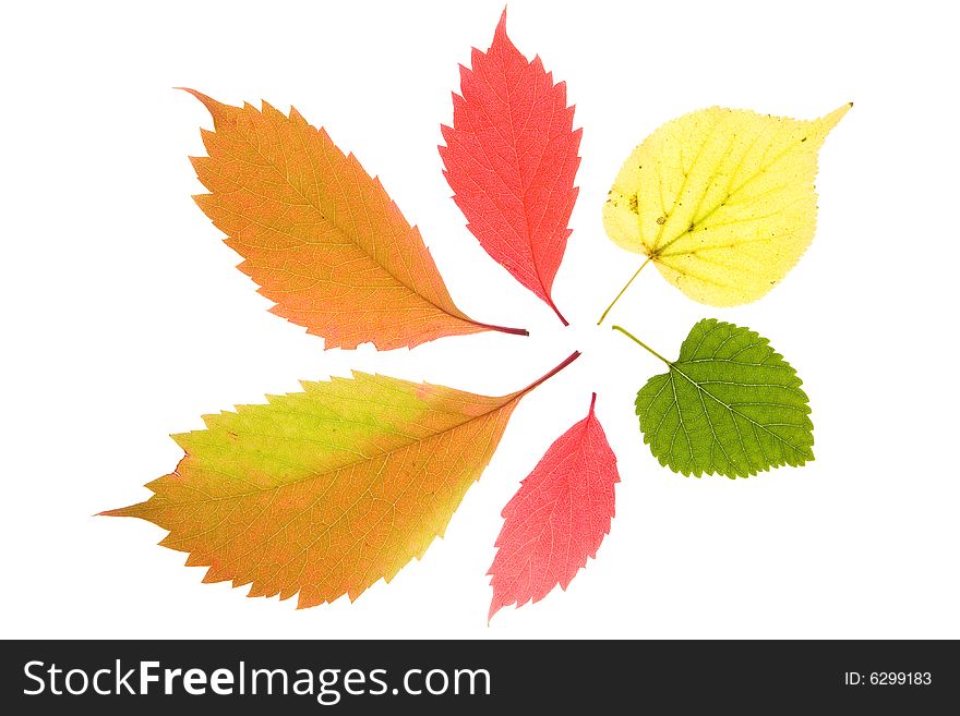 Colorful leaves collection isolated on white. Colorful leaves collection isolated on white