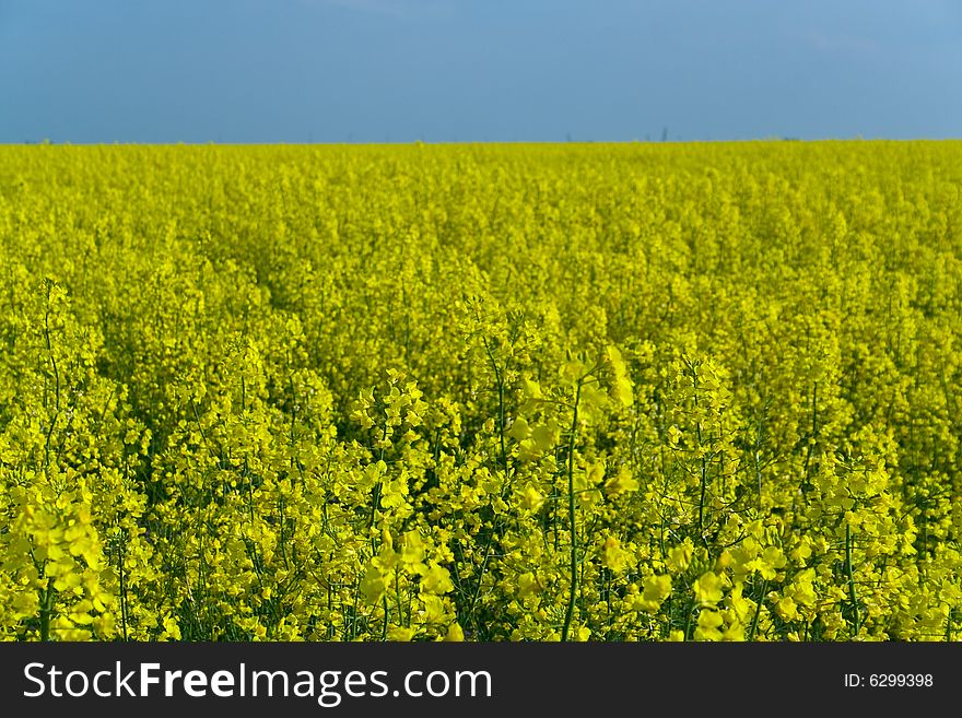 Rape field on sunny day. Focus on nearest plants.