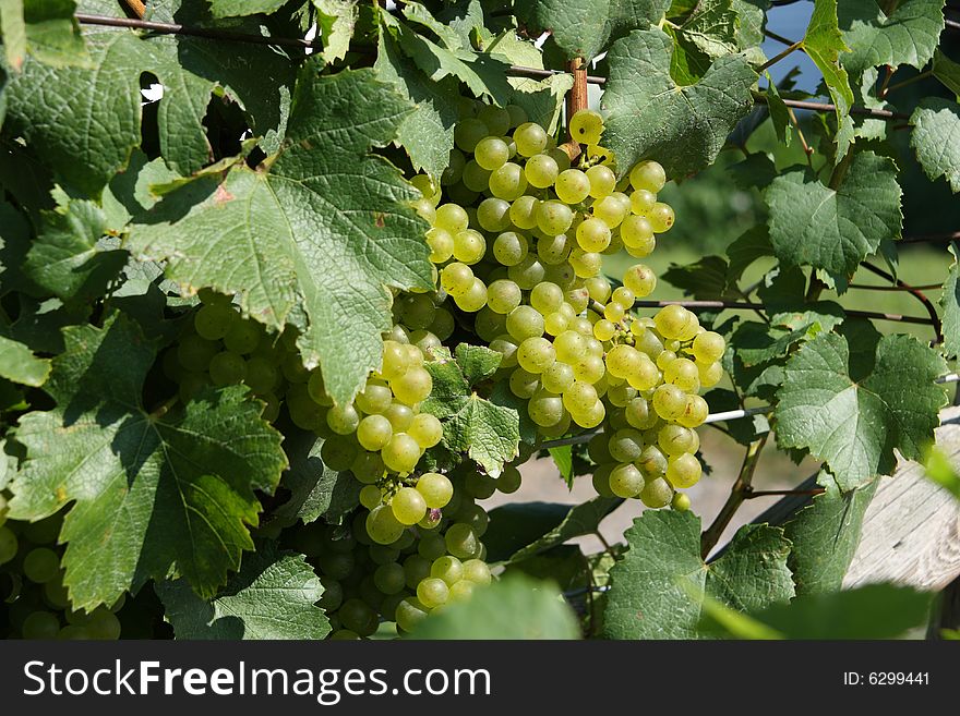 Green wine grapes on the vine in the bright sunlight