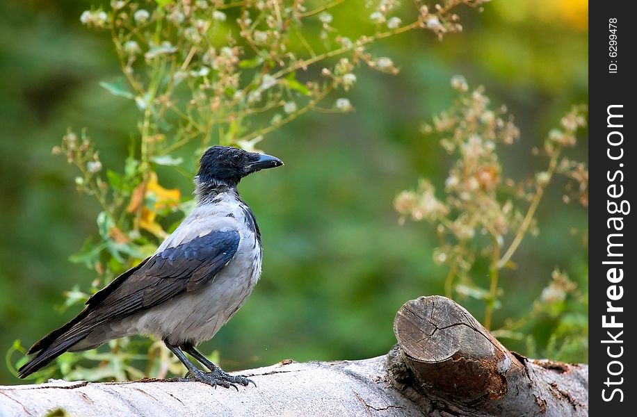 Photograph of beautiful crow on branch