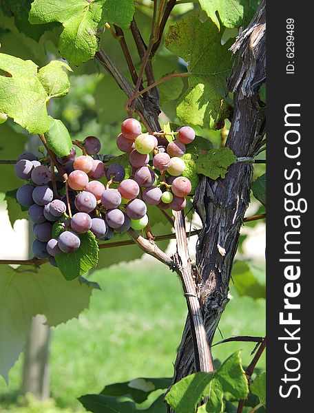 Purple wine grapes on the vine in the bright sunlight