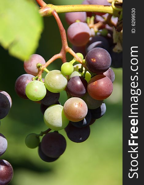 Green and purple wine grapes on the vine in the bright sunlight