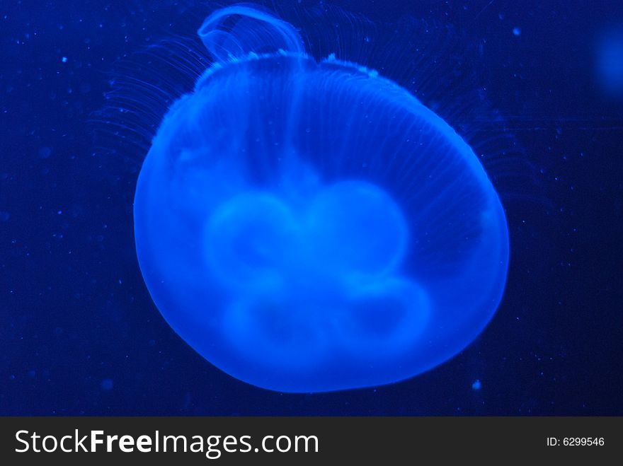 Jelly fish