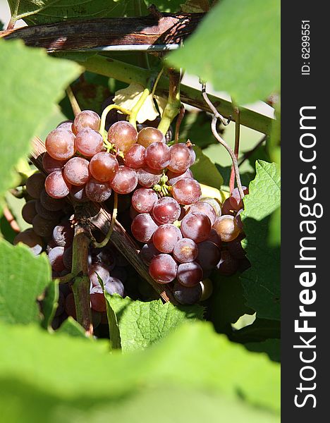 Purple wine grapes on the vine in the bright sunlight