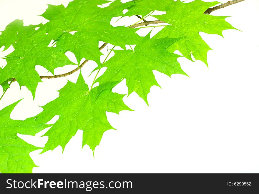Green leaves background on white background