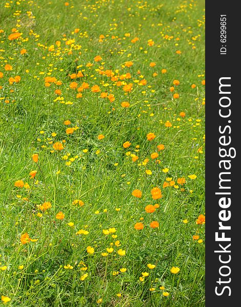 Globe-flowers meadow  in perspective. Globe-flowers meadow  in perspective