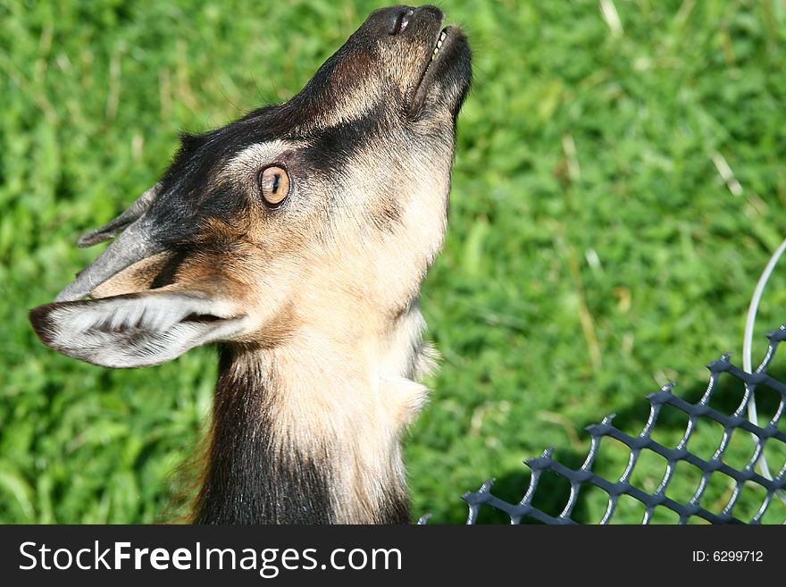 This goat was very curious at people who came close to the fence. This goat was very curious at people who came close to the fence