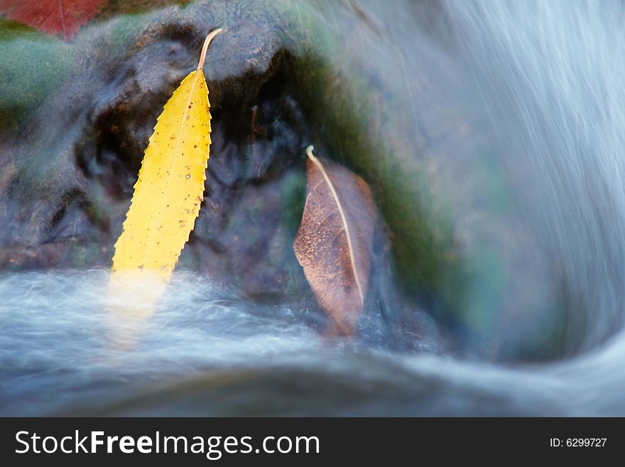 Yellow leaves on a stone in a small waterfall