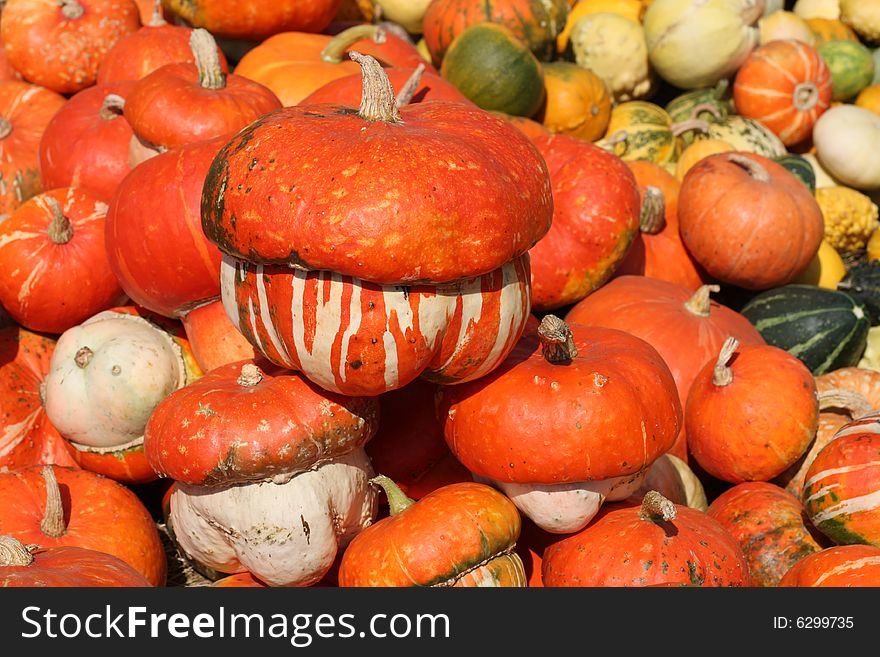 red and yellow pumpkins on the ground