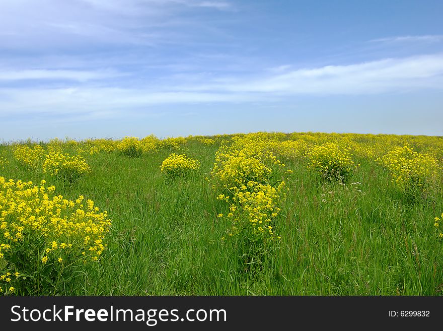 Green grass field and sky background