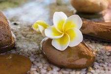 Plumeria Or Frangipani Decorated On Water And Pebble Rock In Zen Style Royalty Free Stock Photography Plumeria Or Frangipani Decorated On Water And Pebble Rock In Zen Style Royalty Free Stock Photography