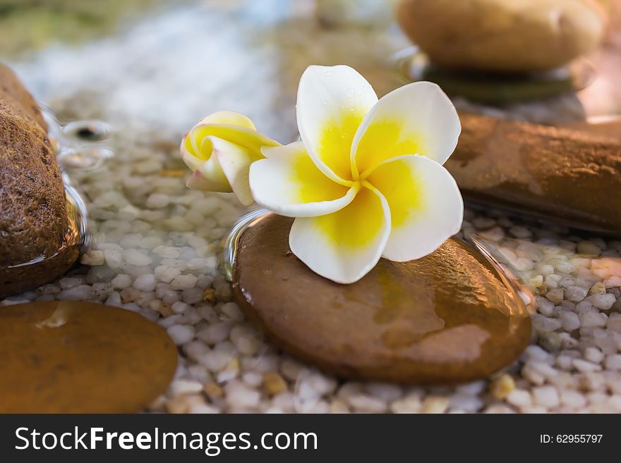 Plumeria or frangipani decorated on water and pebble rock in zen style