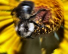 Busy Bee Royalty Free Stock Photography Busy Bee Royalty Free Stock Photography
