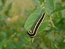 Caterpillar Of Butterfly Mamestra Pisi. Royalty Free Stock Photo Caterpillar Of Butterfly Mamestra Pisi. Royalty Free Stock Photo