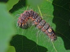 Caterpillar Of Butterfly Subacronicta Megacephala. Royalty Free Stock Photography