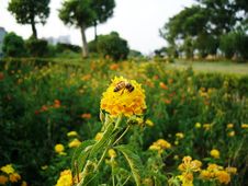 Bee And Flowers Stock Photos Bee And Flowers Stock Photos