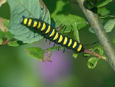 Caterpillar Of Butterfly Apatele Alni. Royalty Free Stock Photography Caterpillar Of Butterfly Apatele Alni. Royalty Free Stock Photography