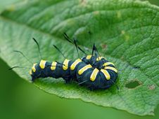 Caterpillar Of Butterfly Apatele Alni. Royalty Free Stock Images Caterpillar Of Butterfly Apatele Alni. Royalty Free Stock Images