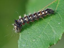 Caterpillar Of Butterfly Apatele Rumicis. Royalty Free Stock Photography Caterpillar Of Butterfly Apatele Rumicis. Royalty Free Stock Photography