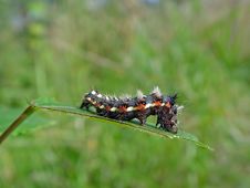 Caterpillar Of Butterfly Apatele Rumicis. Royalty Free Stock Photos Caterpillar Of Butterfly Apatele Rumicis. Royalty Free Stock Photos
