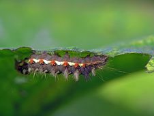 Caterpillar Of Butterfly Apatele Rumicis. Stock Photo Caterpillar Of Butterfly Apatele Rumicis. Stock Photo