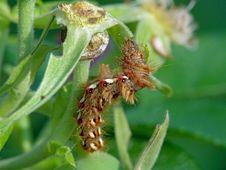 Caterpillar Of Butterfly Apatele Rumicis. Stock Image Caterpillar Of Butterfly Apatele Rumicis. Stock Image