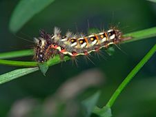 Caterpillar Of Butterfly Apatele Rumicis. Stock Photography Caterpillar Of Butterfly Apatele Rumicis. Stock Photography
