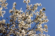 White Magnolia Bloom Royalty Free Stock Photography White Magnolia Bloom Royalty Free Stock Photography