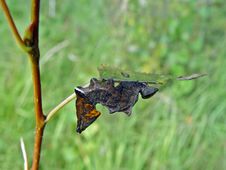 Caterpillar Of Butterfly Odontosia Ziczac. Royalty Free Stock Photography