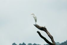 Solitary Heron Royalty Free Stock Images