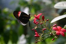 Butterfly On Flower Stock Images Butterfly On Flower Stock Images