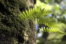 Fern Fronds Stock Photography